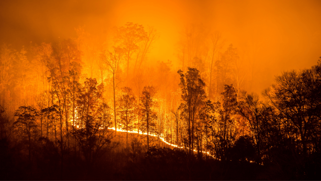 Summer Heatwaves Raise Concerns Over Wildfire Risk — What This Means for Texas